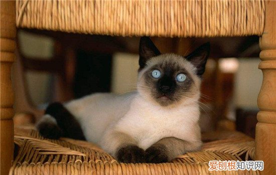 猫可以直接吃鸡肝吗 暹罗猫可以吃鸡肝吗,暹罗猫吃鸡肝吗,暹罗猫能吃鸡肝吗