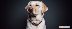 狗狗口腔炎什么症状 为什么会有口腔炎？