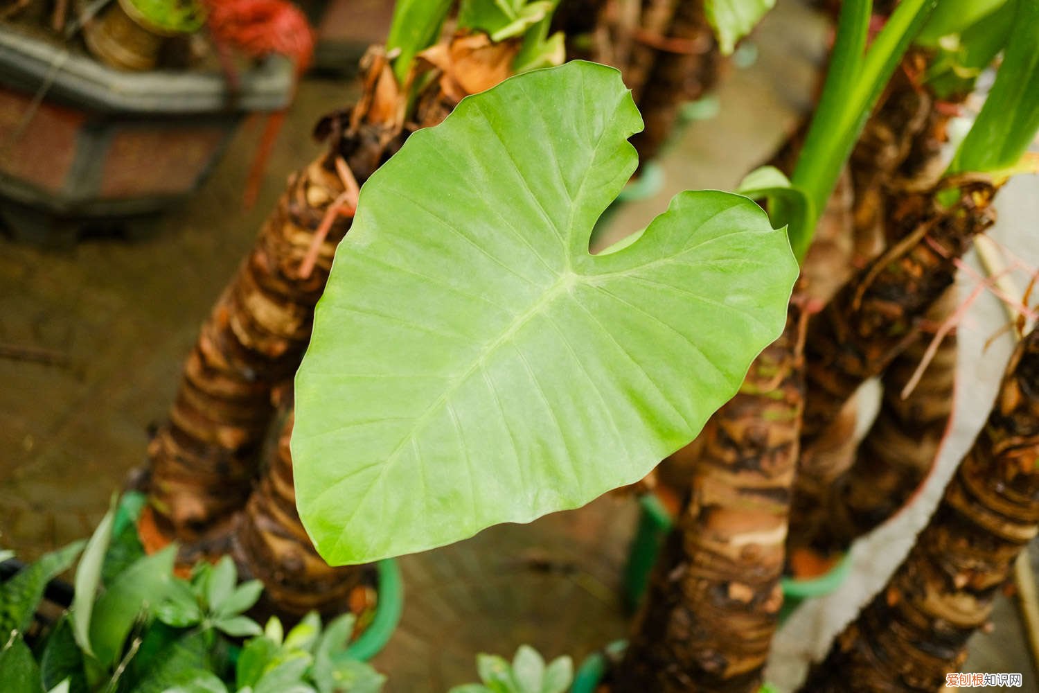 滴水观音叶子太大怎么办 怎样让滴水观音叶子大