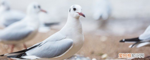 肉鸽怎么养 养肉鸽方法