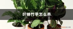 叶婵竹芋的养殖方法和注意事项 叶蝉竹芋怎么养