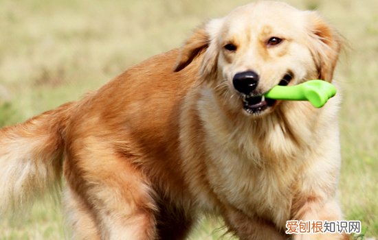 金毛皮肤病怎么治 这些皮肤病你知道吗?