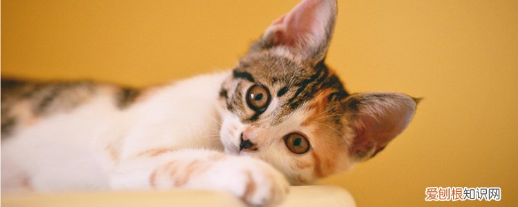 猫在冬天吃什么 猫冬天吃什么,冬天猫吃什么,冬天给猫吃什么