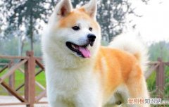 博美犬老是咳嗽是怎么回事 博美犬每天晚上咳嗽很厉害怎么办