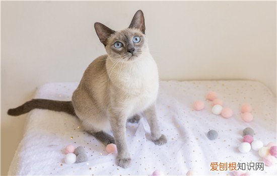 暹罗猫放笼子里怎么办,暹罗猫可以放笼子里养吗,暹罗猫上班时能关在笼子里吗