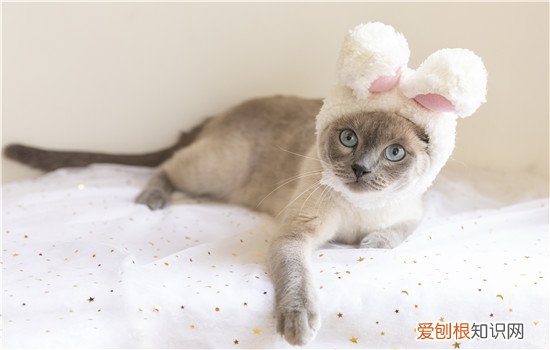 暹罗猫放笼子里怎么办,暹罗猫可以放笼子里养吗,暹罗猫上班时能关在笼子里吗