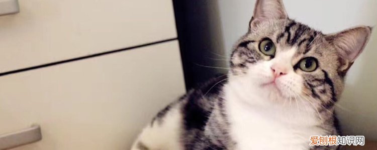 猫怎样过冬的 猫冬天怎么过冬,冬天猫怎么过冬,冬天猫怎么取暖