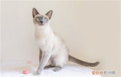 暹罗猫吃什么? 暹罗猫吃什么养什么,暹罗猫吃什么好,暹罗猫吃什么鱼