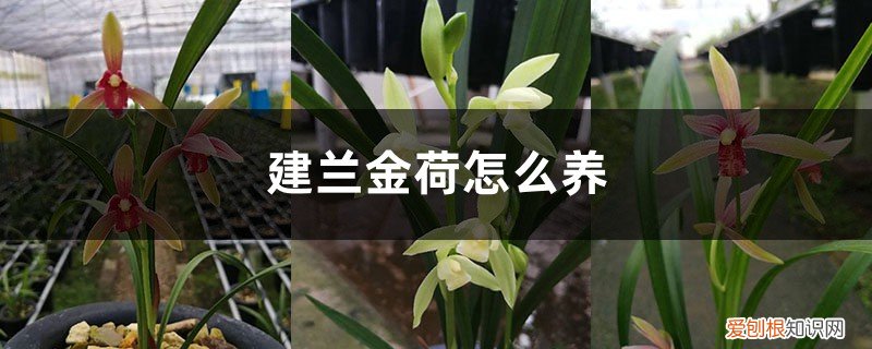 建兰金荷用什么植料 建兰金荷怎么养