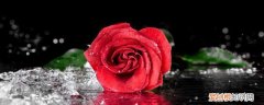玫瑰花盆栽怎么养 玫瑰花怎么养才能成活