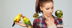 黄桃鹦鹉怎么养 黄桃鹦鹉的饲养与禁忌有哪些