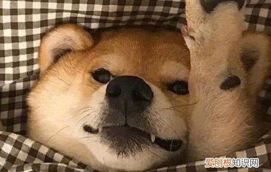 金毛呕吐不吃东西没精神怎么回事儿 金毛呕吐不吃东西没精神怎么回事