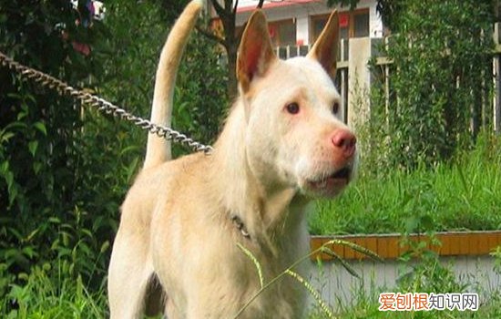 金毛吐白色粘液 该怎么办？