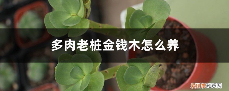 多肉金钱木好养活吗 多肉老桩金钱木怎么养