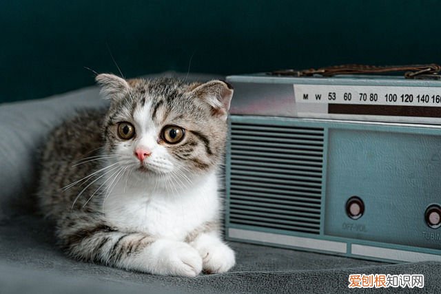 猫冬天怎么保暖最好 猫冬天怎么保暖