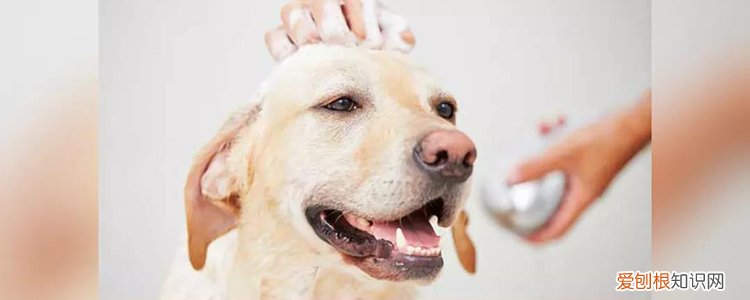 小狗被大狗配种了 注意预防难产！