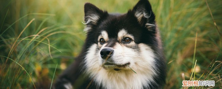 安乐死的狗狗会不会恨主人 真相令人心疼