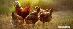 山鸡怎么养 养殖山鸡方法