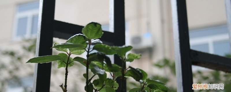 冰水花的养殖方法和注意事项 冰水花怎么养