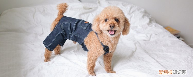 幼犬几个月可以打狂犬 这些注意事项要记住！