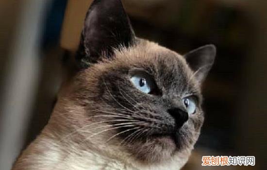 暹罗猫公猫在多大的时候发情，暹罗猫母猫一年发情几次,