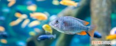 金鱼兰寿怎么养 兰寿金鱼饲养技巧