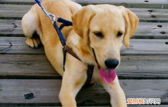 狗瘦成皮包骨头什么病 这两种情况你得重视