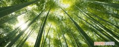 盆竹怎么养 养殖竹方法