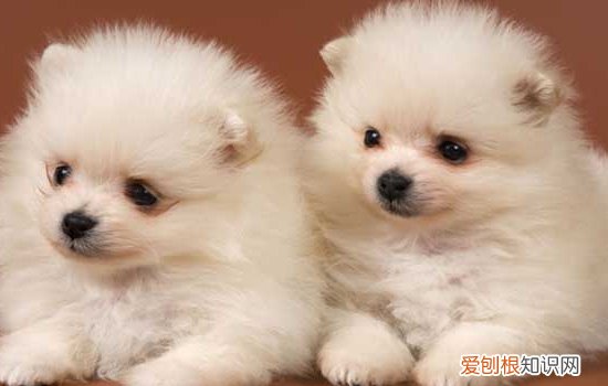 狗腹水症状表现 狗狗腹水该如何治疗