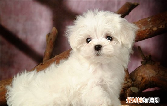 博美犬细小病毒症状 细小病毒分两种类型，你知道吗