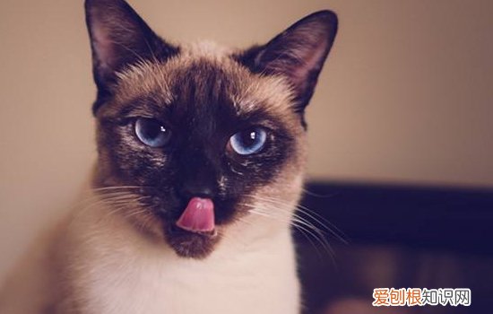 暹罗猫多大才发情,暹罗猫最早几个月发情,暹罗猫公猫发情的表现