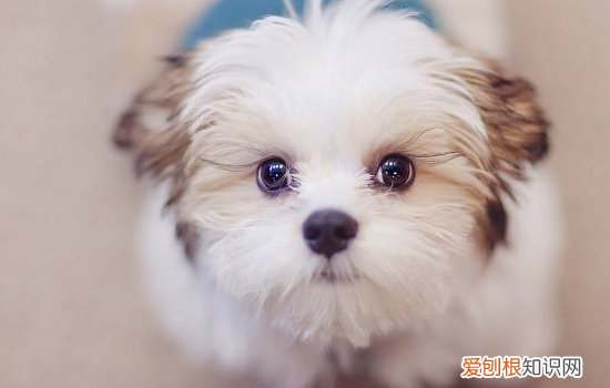博美犬拉稀怎么回事这些情况你需要注意