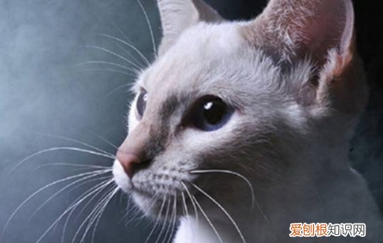 暹罗猫可以吃猪肉吗怎么喂 暹罗猫可以吃猪肉吗