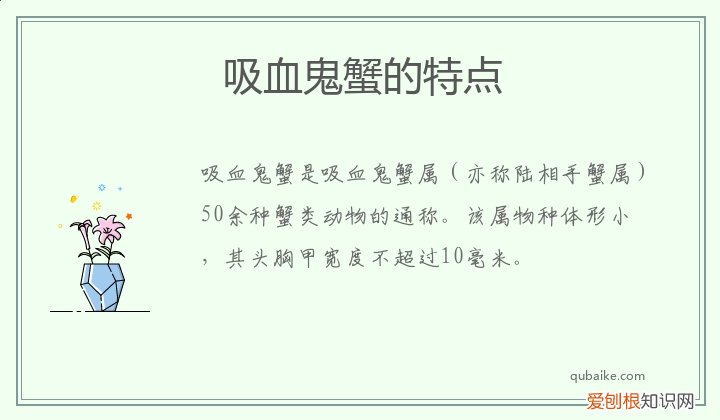 紫色吸血鬼蟹 吸血鬼蟹的特点