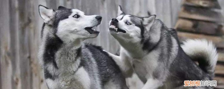 哈士奇呕吐黄水泡沫粘液 是胃液吗?