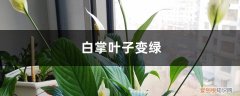 白掌叶子变绿怎么回事 白掌叶子如何从黄变绿