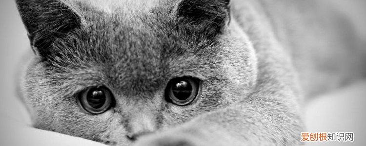 宠物猫冬天睡觉要盖被子吗 猫需要盖被子吗,猫睡觉需要盖被子吗,猫冬天睡觉需要盖被子吗