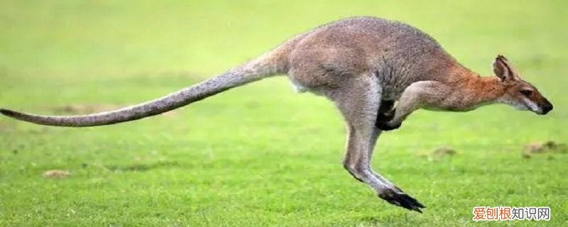 袋鼠有什么特点,至少三个 袋鼠有什么特点