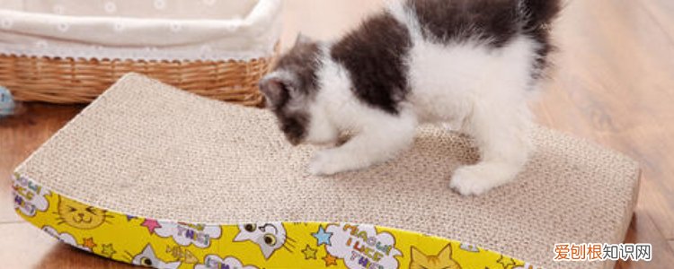 被小奶猫深深抓了一道子,被幼猫抓了一下红色划痕有出血,被小猫抓了一道口子