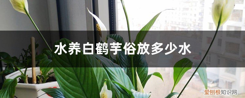 白鹤芋的水培养殖方法和注意事项 水养白鹤芋需放多少水