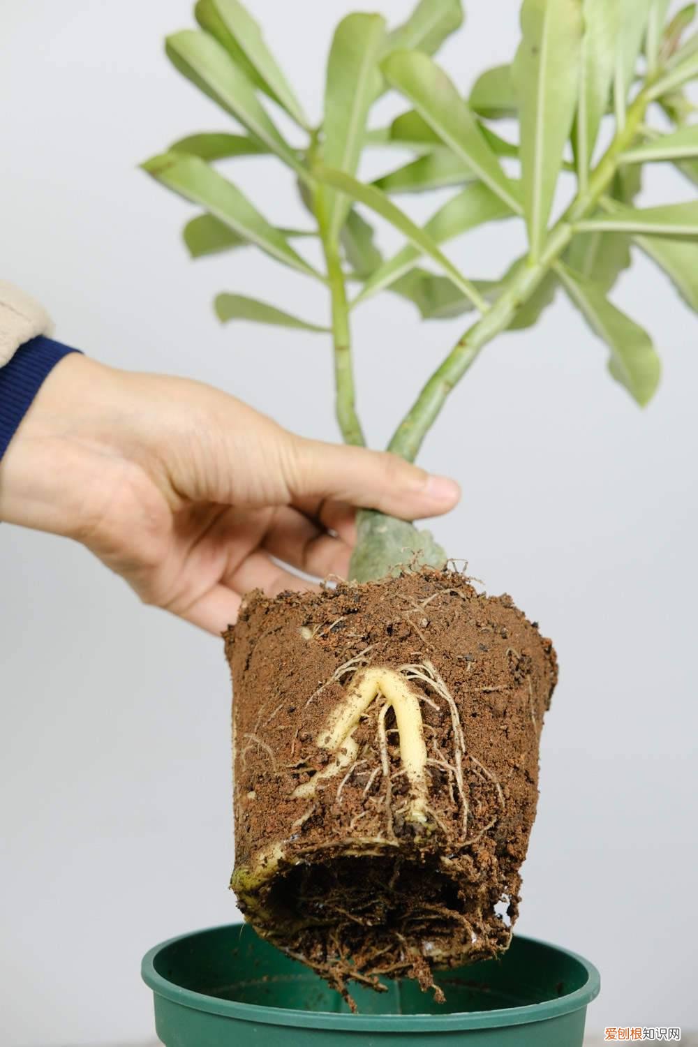 沙漠玫瑰多长时间浇水一次 沙漠玫瑰一次浇多少水