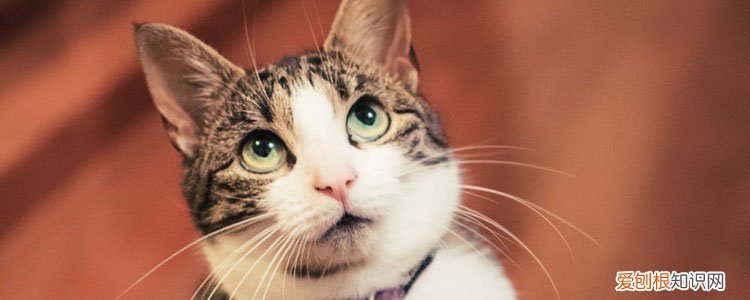 猫为什么会出现在引擎里,猫咪为什么会钻车里,猫为什么会钻进发动机