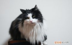 小猫躲在引擎盖里面不出来怎么办?,小猫卡到汽车引擎里怎么出来,小猫钻车引擎怎么办