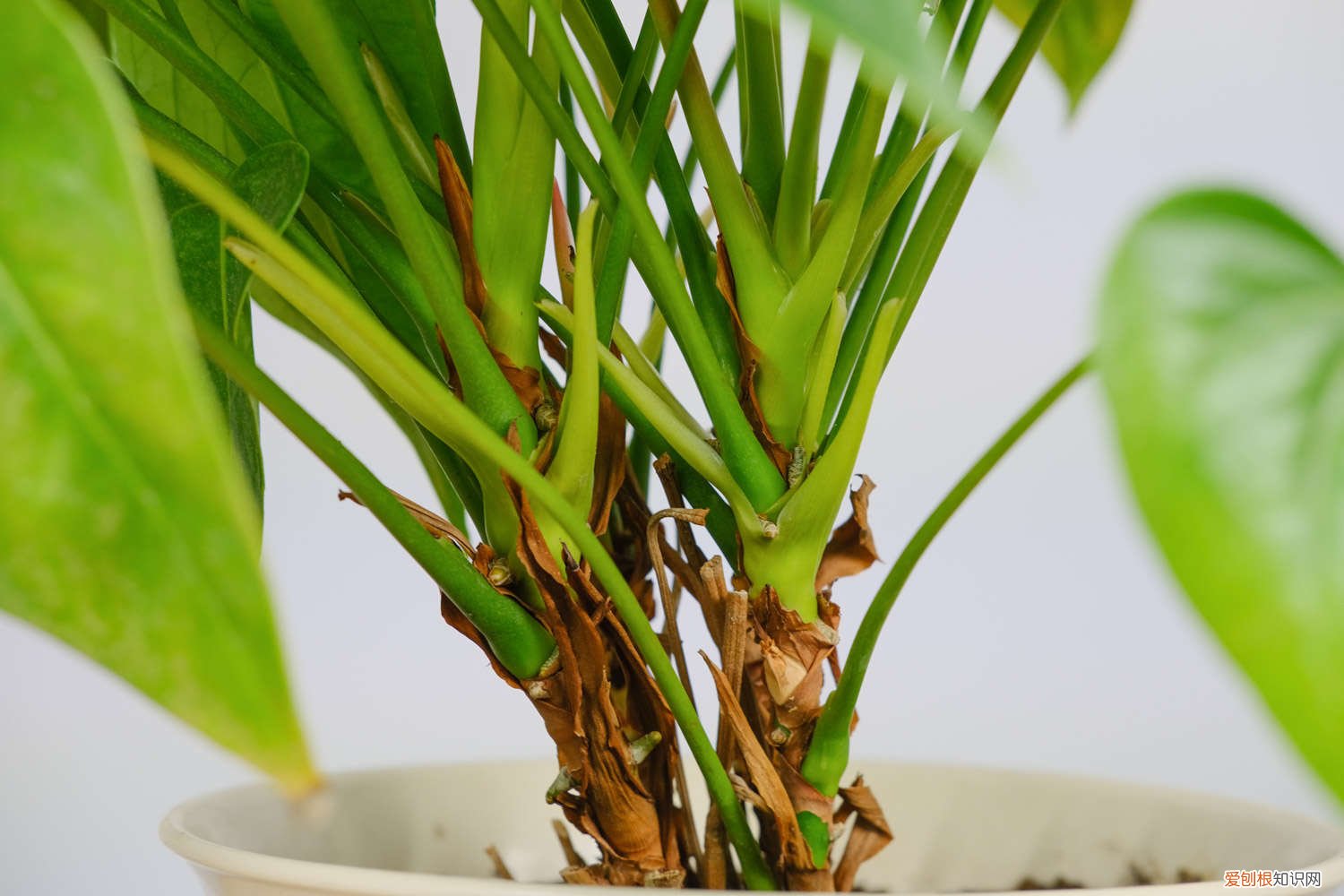 火鹤花水养注意事项 火鹤花水培加多少水