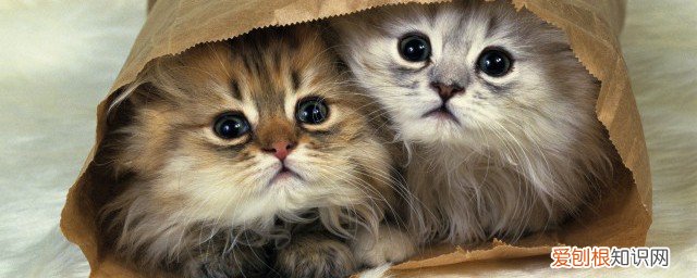 小猫吐了怎么办 小猫咪吐了怎么办