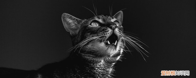 小猫躲发动机里不出来怎么办,小猫爬到发动机里面怎么办,小猫钻进发动机旁边怎么办