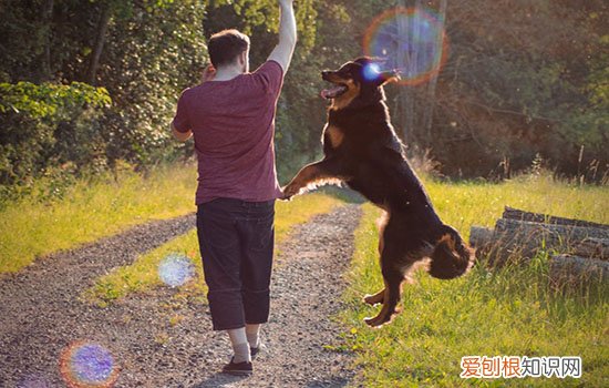 什么是犬瘟热 狗狗打喷嚏流鼻涕千万别松懈！