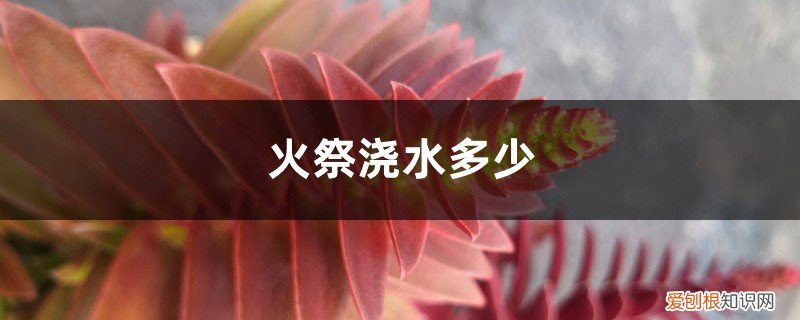 火祭怎么施肥 火祭浇水多少