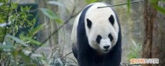 熊猫怎么叫 熊猫是怎么叫的