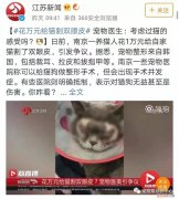 猫咪割眼睑多少钱 花万元给猫割双眼皮,花费万元给猫割双眼皮,猫割双眼皮